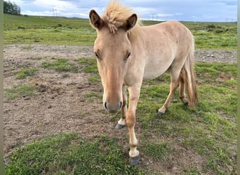 Icelandic Horse, Gelding, 3 years, 13.1 hh, Red Dun