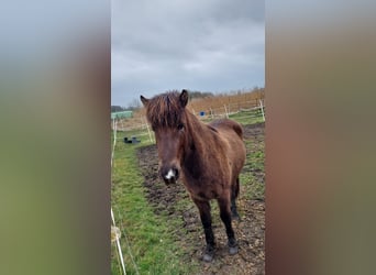 Icelandic Horse, Gelding, 3 years, 13.1 hh, Smoky-Black