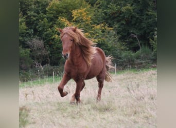 Icelandic Horse, Gelding, 3 years, 13.2 hh, Chestnut-Red