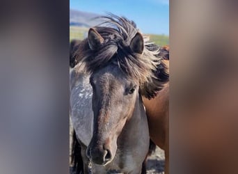 Icelandic Horse, Gelding, 3 years, 13,2 hh, Dun