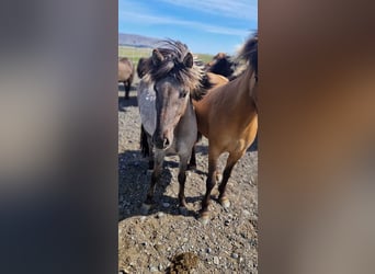 Icelandic Horse, Gelding, 3 years, 13,2 hh, Dun