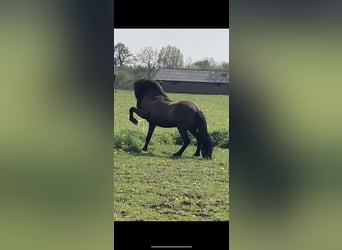 Icelandic Horse, Gelding, 3 years, 13.2 hh, Smoky-Black