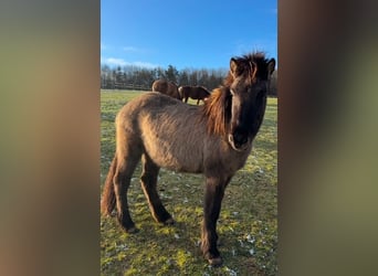 Icelandic Horse, Gelding, 3 years, 13,3 hh, Dun