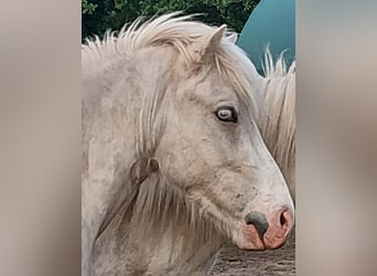 Icelandic Horse, Gelding, 3 years, 13.3 hh