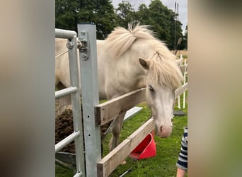 Icelandic Horse, Gelding, 3 years, 13.3 hh