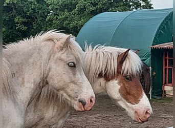 Icelandic Horse, Gelding, 3 years, 13.3 hh, Pinto