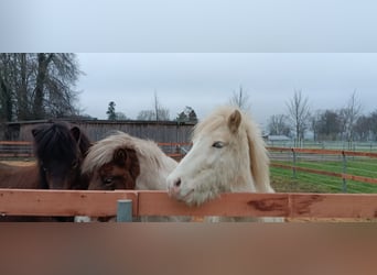Icelandic Horse, Gelding, 3 years, 13,2 hh, Pinto