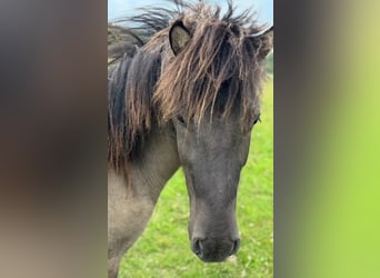 Icelandic Horse, Gelding, 3 years, 13,3 hh, Dun