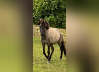 Icelandic Horse, Gelding, 3 years, 13,3 hh, Dun