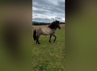 Icelandic Horse, Gelding, 3 years, 13,3 hh, Dun