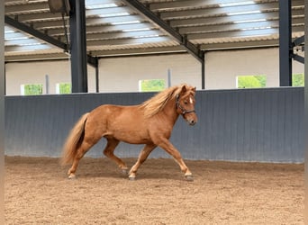 Icelandic Horse, Gelding, 3 years, 14.1 hh, Dun