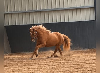 Icelandic Horse, Gelding, 3 years, 14.1 hh, Dun