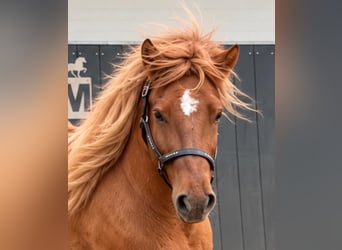 Icelandic Horse, Gelding, 3 years, 14.1 hh, Dun