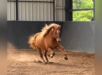 Icelandic Horse, Gelding, 3 years, 14.1 hh, Dun