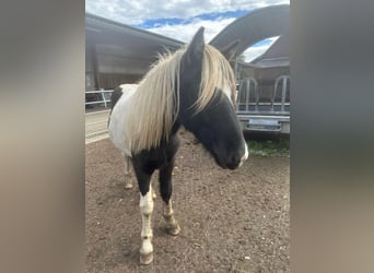 Icelandic Horse, Gelding, 3 years, 14.1 hh, Pinto