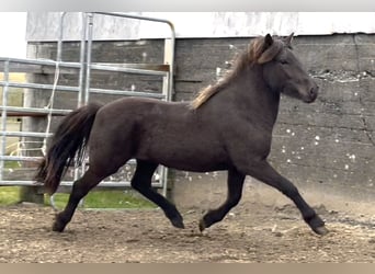 Icelandic Horse, Gelding, 3 years, 14 hh, Black