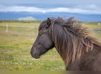 Icelandic Horse, Gelding, 3 years, 14 hh, Black