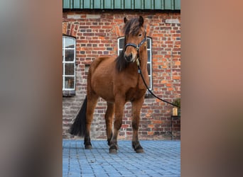 Islandpferd, Wallach, 3 Jahre, 14 hh, Brauner