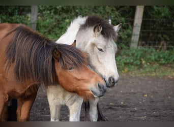 Islandpferd, Wallach, 3 Jahre, 14 hh, Brauner