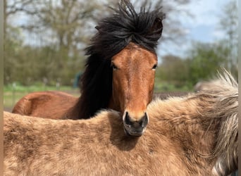 Icelandic Horse, Gelding, 3 years, 14 hh, Brown