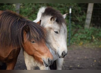 Islandpferd, Wallach, 3 Jahre, 14 hh, Brauner