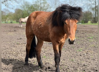 Icelandic Horse, Gelding, 3 years, 14 hh, Brown