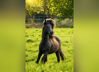 Icelandic Horse, Gelding, 3 years, Black