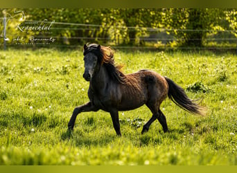 Icelandic Horse, Gelding, 3 years, Black