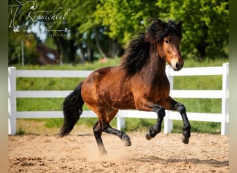 Icelandic Horse, Gelding, 3 years, Brown