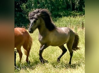 Icelandic Horse, Gelding, 3 years, Gray-Dark-Tan