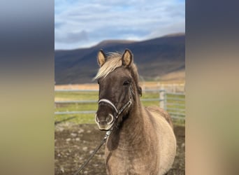 Icelandic Horse, Gelding, 3 years