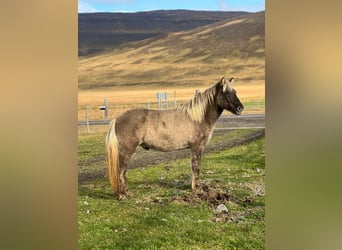 Icelandic Horse, Gelding, 3 years