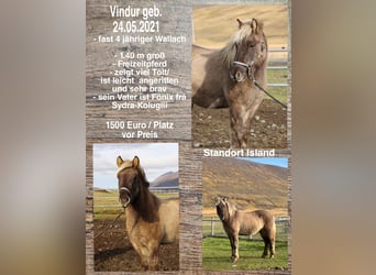 Icelandic Horse, Gelding, 3 years