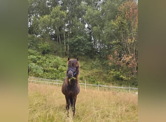 Icelandic Horse, Gelding, 4 years, 12,3 hh, Smoky-Black