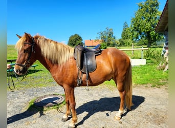Icelandic Horse, Gelding, 4 years, 13.1 hh, Chestnut-Red