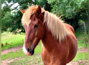 Icelandic Horse, Gelding, 4 years, 13.1 hh, Chestnut-Red