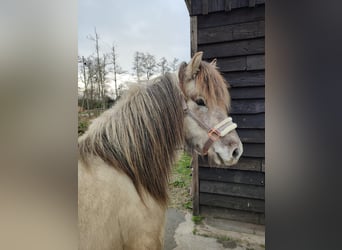 Icelandic Horse, Gelding, 4 years, 13.1 hh, Gray