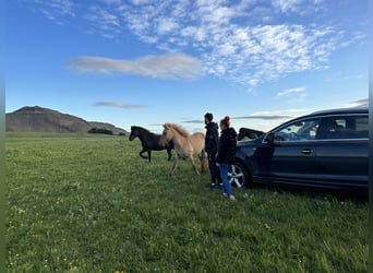 Icelandic Horse, Gelding, 4 years, 13,1 hh, Red Dun