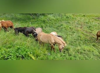 Icelandic Horse, Gelding, 4 years, 13,1 hh, Red Dun