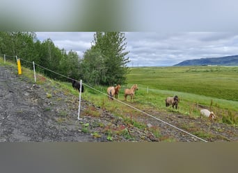 Icelandic Horse, Gelding, 4 years, 13,1 hh, Red Dun