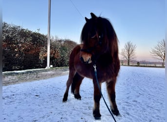 Icelandic Horse, Gelding, 4 years, 13.2 hh, Bay-Dark