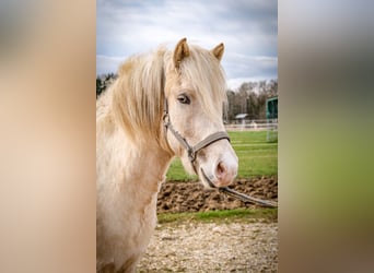 Icelandic Horse, Gelding, 4 years, 13.2 hh, Palomino