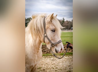 Icelandic Horse, Gelding, 4 years, 13.2 hh, Palomino