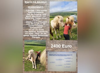 Icelandic Horse, Gelding, 4 years, 13.2 hh, Palomino