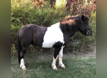 Icelandic Horse, Gelding, 4 years, 13.2 hh, Pinto