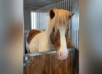 Icelandic Horse, Gelding, 4 years, 13.2 hh, Tobiano-all-colors