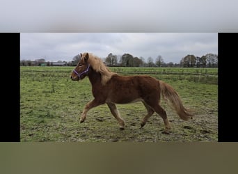 Icelandic Horse, Gelding, 4 years, 13.3 hh, Chestnut-Red