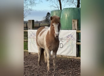Icelandic Horse, Gelding, 4 years, 13.3 hh, Pinto