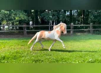 Icelandic Horse, Gelding, 4 years, 13.3 hh, Pinto