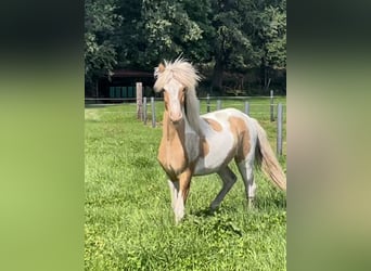 Icelandic Horse, Gelding, 4 years, 13.3 hh, Pinto